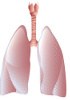 Human Paraffin Tissue Sections - Respiratory system
