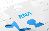 RNA