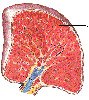 Human Paraffin Tissue Sections - Spleen