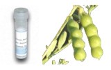 Vicia ervilia Lectin (VEA)