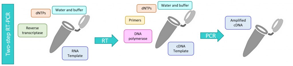 two-step-RT-PCR